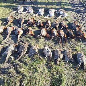 Pheasants Hunting in Romania