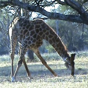 Giraffe South Africa