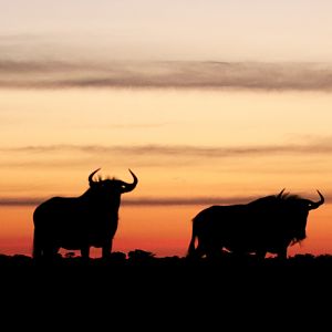 Sunset & Blue Wildebeest