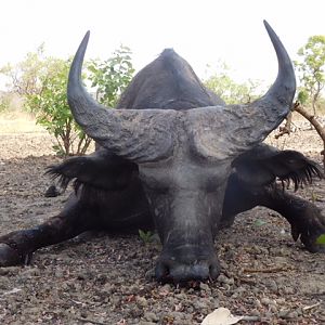 Burkina Faso Hunting West African Savanna Buffalo