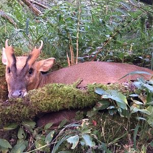 UK Hunt Muntjac