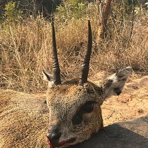 Hunting Klipspringer in South Africa