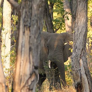 Elephants in Zambia