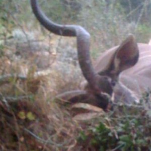 First view of my downed kudu