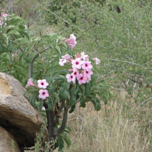 Bushman rose Namibia