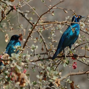 Birds of Africa at Kruger National Park