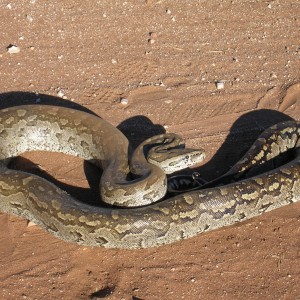Python in Namibia