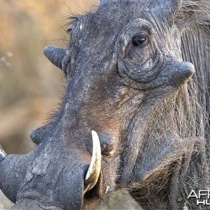 Warthog at Kruger National Park