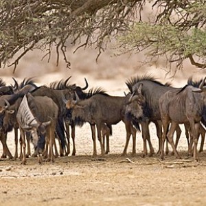 Blue Wildebeest at Kruger National Park