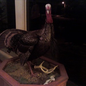 Turkey Hunting in Oregon!!!!