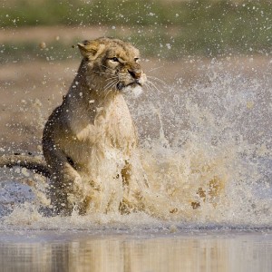 Lion Chase !