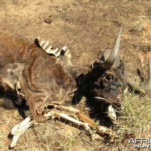 Black Wildebeest Carcass
