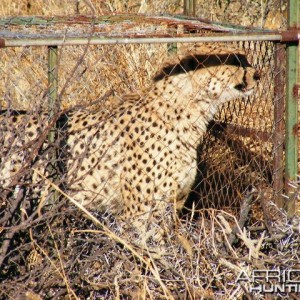 Trapped Cheetah