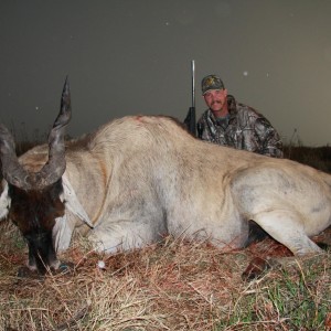 My Eland... once again in the rain... South Africa