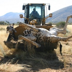 Loading up a Giraffe