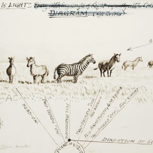Field sketch made by British hunter and naturalist Abel Chapman