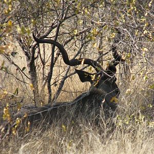 Greater Kudu at Etosha National Park, Namibia