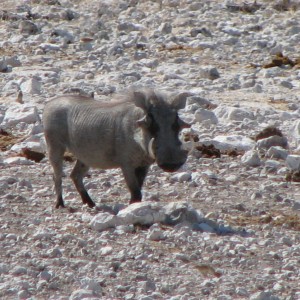 Warthog at Etosha National Park, Namibia