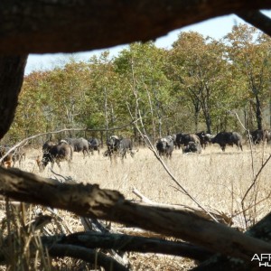 Buffaloes in Zimbabwe