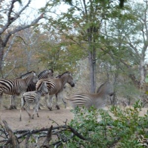 Zebras in Zimbabwe