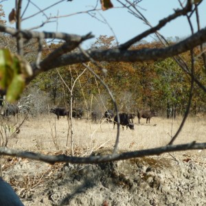 Buffaloes in Zimbabwe