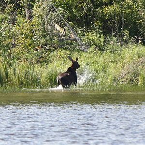 Moose in canada