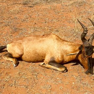 Red Hartebeest Hunting in South Africa