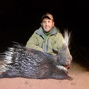 South Africa Hunting African Porcupine