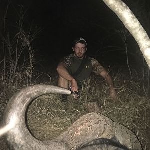 Cape Buffalo Hunt with Longbow
