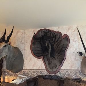 Eland & Gemsbok Shoulder Mount & Blue Wildebeest Damaske Taxidermy