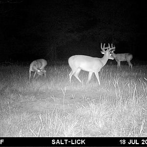 Trail Cam Pictures of Deer in East Texas USA