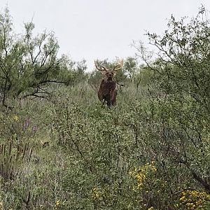 Dybowski Sika Stag in Texas USA