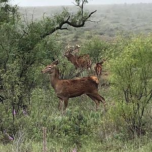 Red Deer in Texas USA