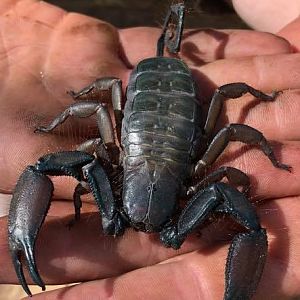 Scorpion Zimbabwe