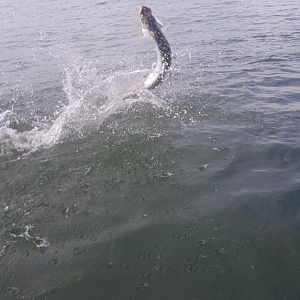 Tarpon Fishing Nicaragua