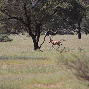 Red Hartebeest in the Kalahari Namibia