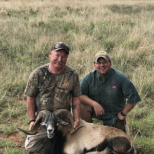 Corsican Sheep Hunting Texas USA