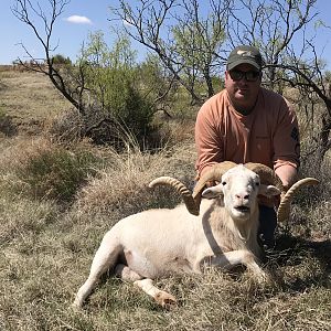 Texas USA Hunt Texas Dall Sheep
