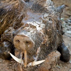 Boar Hunt Australia