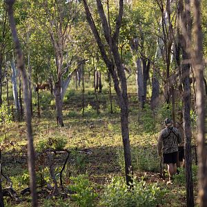 Stalking Scrub Bull in Australia