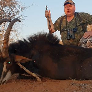 Hunting Sable Antelope in South Africa