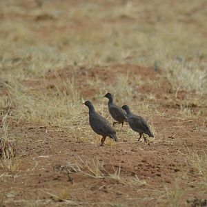 Pheasant in Namibia