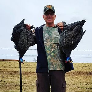 Guineafowl Hunt South Africa