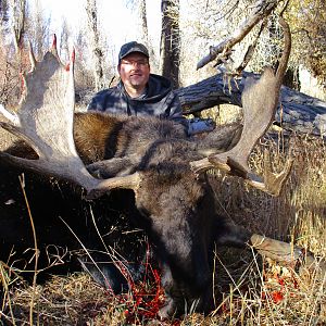 Hunt Shiras Moose in Wyoming USA