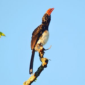Hornbill South Africa