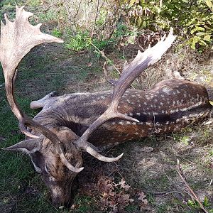 Romania Hunt Fallow Deer