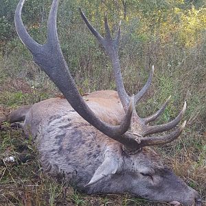 Hunt Red Stag in Romania