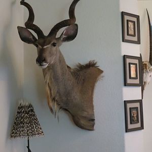 Kudu Shoulder Mount Taxidermy