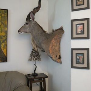 Kudu Shoulder Mount Taxidermy