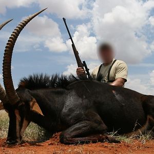 South Africa Hunting Sable Antelope